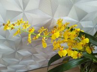 IMG_20201121_113404.jpg
