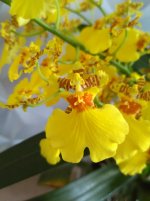 IMG_20201121_113425.jpg