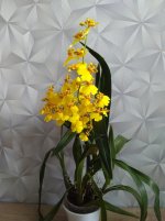 IMG_20201121_113536.jpg