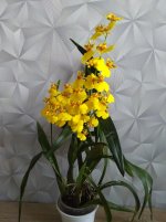 IMG_20201121_113744.jpg