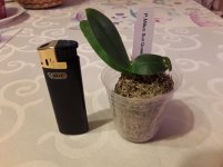 20201121_081300.jpg