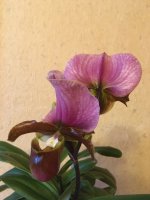 A2E1B158-F0CA-4918-9A03-FA0AE7DE847F.jpeg