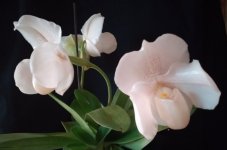 IMG_20201121_141159.jpg