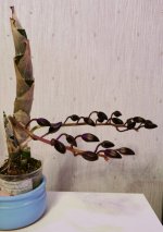 IMG_20201123_023517.jpg