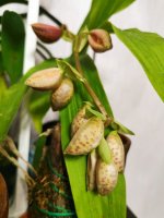 IMG_20201123_023044.jpg