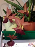 20201122_123035.jpg
