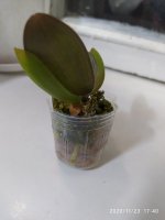 IMG_20201123_174002.jpg