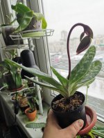 IMG_20201123_143938.jpg