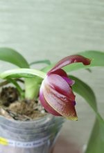 20201124_082910.jpg