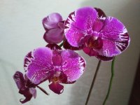 IMG_20201124_174916.jpg