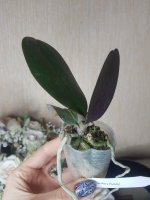 20201126_153915.jpg