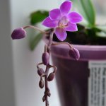 IMG_20201119_150336_017.jpg