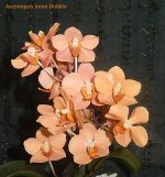 DSCN7803.JPG