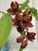 IMG_20201128_163554.jpg