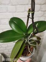 IMG_20201128_193556.jpg