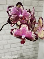 IMG_20201128_193602.jpg