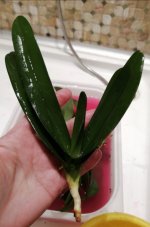 IMG_20201202_191044.jpg