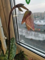 IMG_20201203_150158.jpg