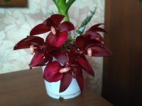 IMG_20201202_121228.jpg