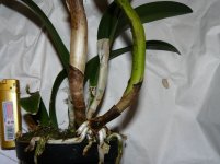 Cattleya lueddemanniana 15 см, от Карге (2)m.JPG