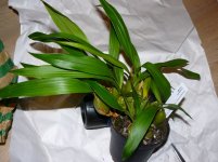 Coelogyne cristata 12 cm от Карге (3)m.JPG