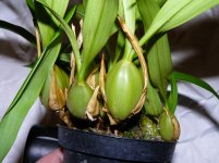 Coelogyne cristata 12 cm от Карге (4)m.JPG