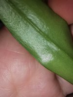 IMG_20201205_234930.jpg