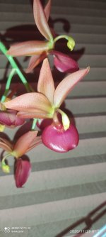 IMG_20201129_012906.jpg