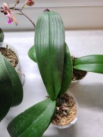 20201208_090549.jpg