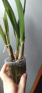 IMG_20201208_101251_1.jpg