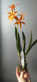 IMG_20201208_101216_1.jpg