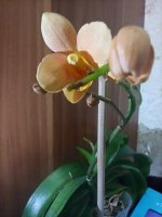 IMG-20201209-WA0007.jpg