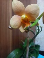 IMG-20201209-WA0010.jpg