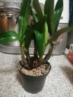 IMG_20201207_195501.jpg