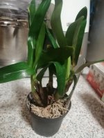 IMG_20201207_195457.jpg