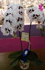 image-mikiorchid-1451.jpg