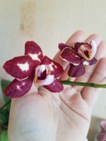 20201210_153135.jpg