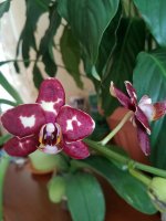 20201210_153307.jpg