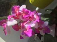 P.Liu's Berry ES.jpg