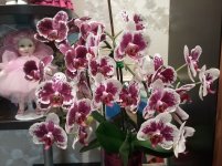 20180717_165757.jpg