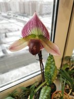 IMG_20201213_111410.jpg