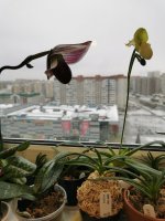 IMG_20201213_110440.jpg