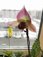 IMG_20201213_111132.jpg