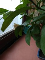 IMG_20201213_134222.jpg