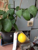 IMG_20201213_134141.jpg