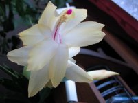 IMG_0285.JPG