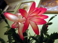 IMG_0948.JPG