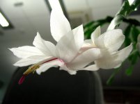 IMG_4831.JPG