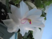 IMG_7072.JPG