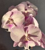 Princess Sakura x (World Class - Chian Xen Pearl) Big Lip..jpg